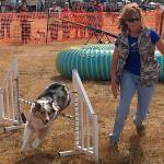 At the WAIF Wag n Walk 2017, dogs ran in the agility course, demonstrating their canine skills. This year will also feature similar events. (File photo)