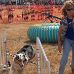 WAIF Wag ‘n’ Walk festival will be fun and games