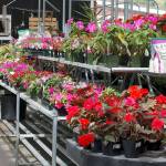 <em>Annuals bloom in the greenhouse at Bayview Farm and Garden.</em>