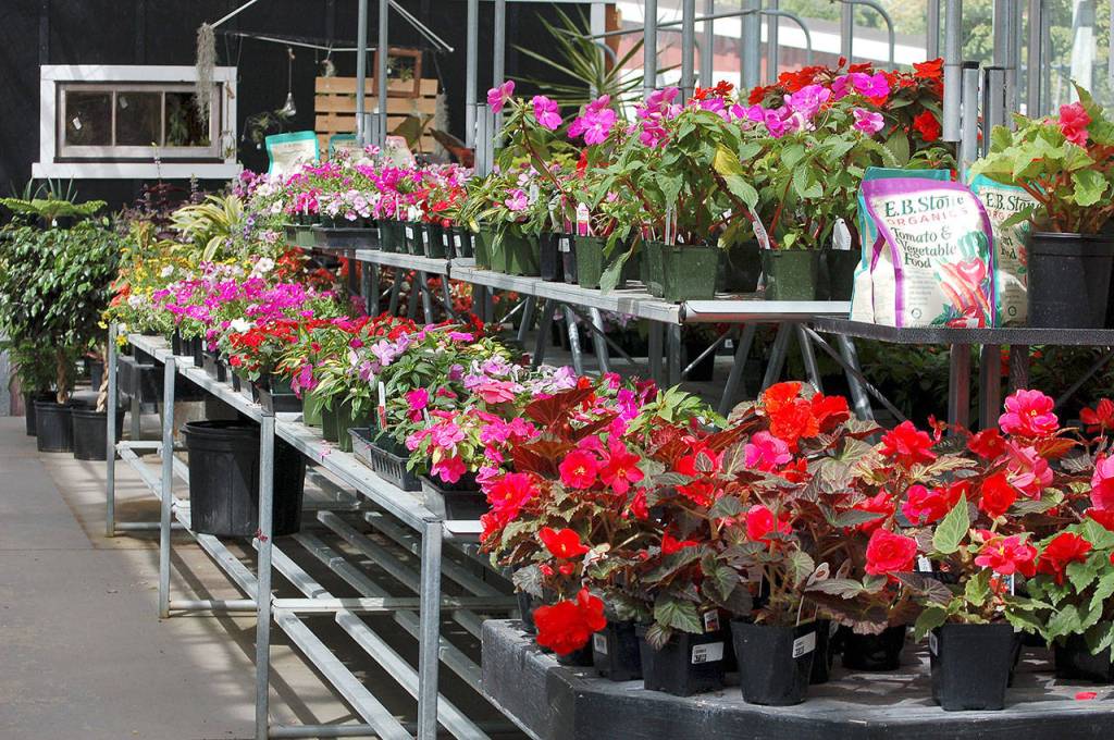 <em>Annuals bloom in the greenhouse at Bayview Farm and Garden.</em>
