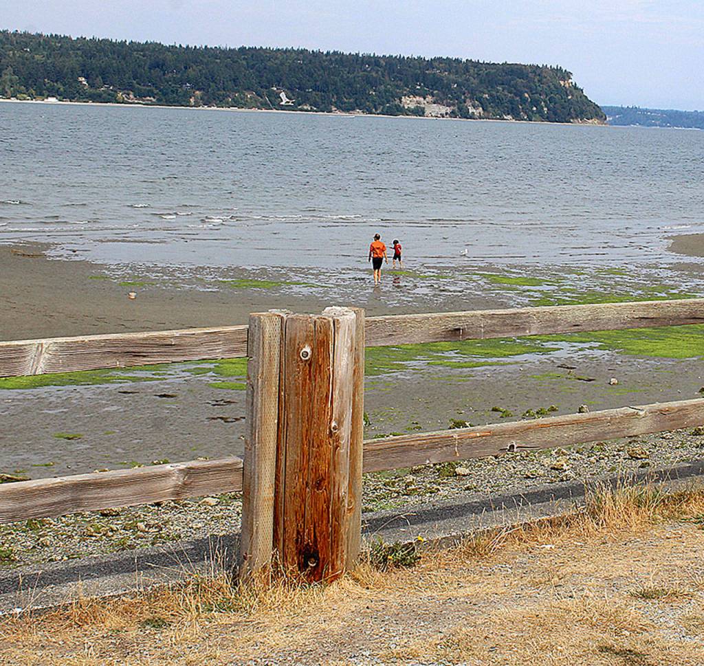 When the tides out at Seawall Park, the area for roaming and exploring extends dramatically, as long as you dont mind wet feet. (Photo by Patricia Guthrie/Whidbey News Group)