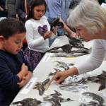 Author and naturalist Frances Wood points out differences in the specimen on display during the 2016 Bird in Hand Festival. Presented by the Whidbey Audubon Society, the free event is open to the public 10 a.m. to 1 p.m. Saturday, Sept. 22 at Bayview Farm and Garden. (Photo provided)