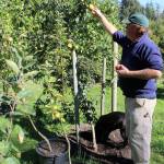 Muscle and Arm Farm near Freeland specializes in propagating heritage apples by grafting different cultivars with a M27 rootstock. Owner Dan Vorhis grows about 60 different kinds of apples, as well as pears, figs, grapes and herbs he sells at his roadside stand. His trees can be ordered in person or online.