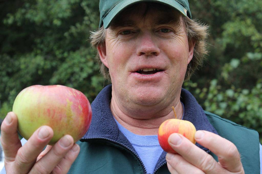 Apples come in all sort of sizes on Muscle and Arm Farm as demonstrated by owner, inventor, educator and orchardist, Dan Vorhis. (Photo by Patricia Guthrie/Whidbey News Group)