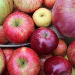 Some of these apples from Muscle and Arm Farm may end up at the Sept. 29 Whidbey Island Cider Festival dipped in homemade caramel sauce.