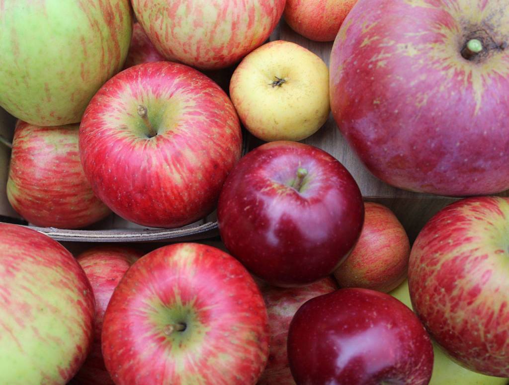 Some of these apples from Muscle and Arm Farm may end up at the Sept. 29 Whidbey Island Cider Festival dipped in homemade caramel sauce.