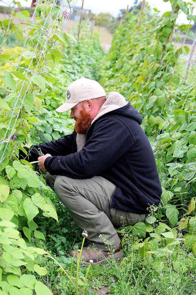 Kyle Flack, of Bells Farm, harvests some beans from the garden. The Farms produce will be featured at Langley and Coupeville farmers markets, the Harvest Faire, Sept. 30 at Greenbank Farm, and in dishes served at Christophers on Whidbey during Whidbey Island Grown Week, Sept. 28 to Oct. 7. (Photo by Laura Guido/Whidbey News Group)