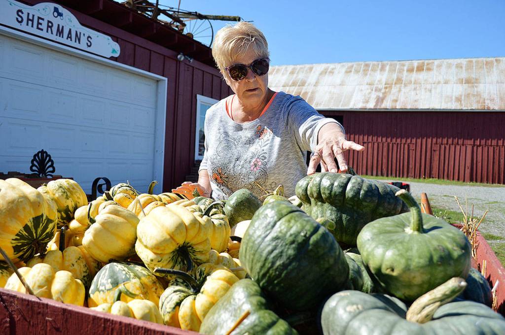 Liz Sherman of Shermans Pioneer Farms, points out the different varieties of squash available at the farm. Photo by Laura Guido/Whidbey News Group