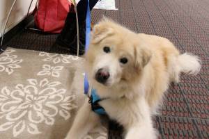 See Rover run, see Rover read