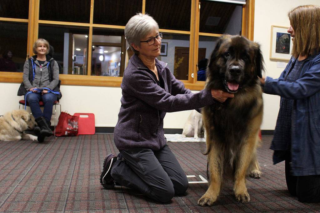 Echo, a mighty big Leonburger breed, is a retired award-winning showdog seeking a new career, says owner Barbara Powell (left.)Reading with Rover certifed handler LouAnn Hepp brushes him.