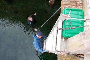 Orca Network will be listening in on killer whales