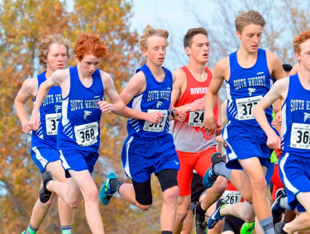 A pack of Falcon boys run in the state meet Saturday. (Photo by Karen Swegler)