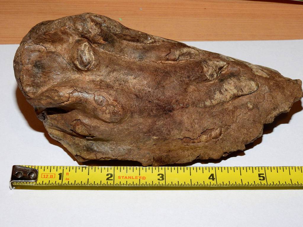 The fragment of woolly mammoth tooth found by Scout is about six inches long. (Photo provided)<address>                                </address>