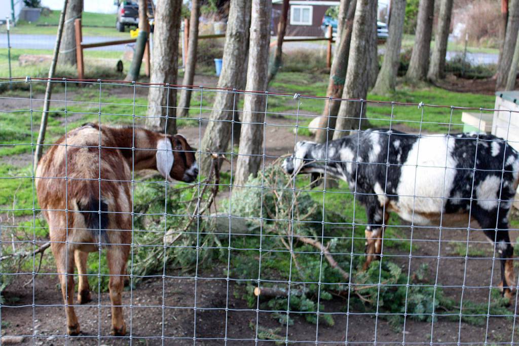 Lori Christians goats munched away on some of their favorite food, evergreen branches collected from after the windstorm. (Photo by Patricia Guthrie/Whidbey News Group)