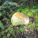 Photo submitted                                Mushroom hunters found a partial skull in a woods on the north end of Whidbey.