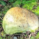 Photo submitted                                Mushroom hunters found a partial skull in a woods on the north end of Whidbey.