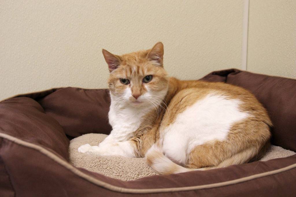 A cat named Bridget has been at the WAIF shelter for four years and need a home.
