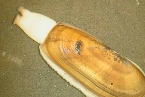 State clam may be chosen