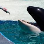 Lolita performs for food at Miami Seaquarium. (Photo by Ingrid N. Visser, Orca Research Trust)