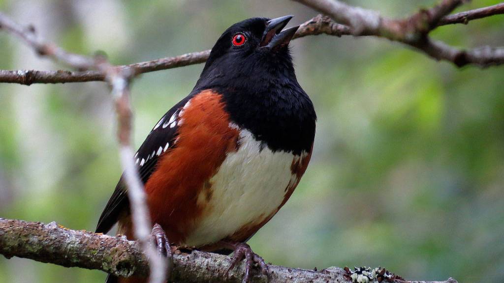 A Spotted Towhee is one of many colorful birds seen on the Johnsons new video, Birding Whidbey Island. (Photo by Craig Johnson)
