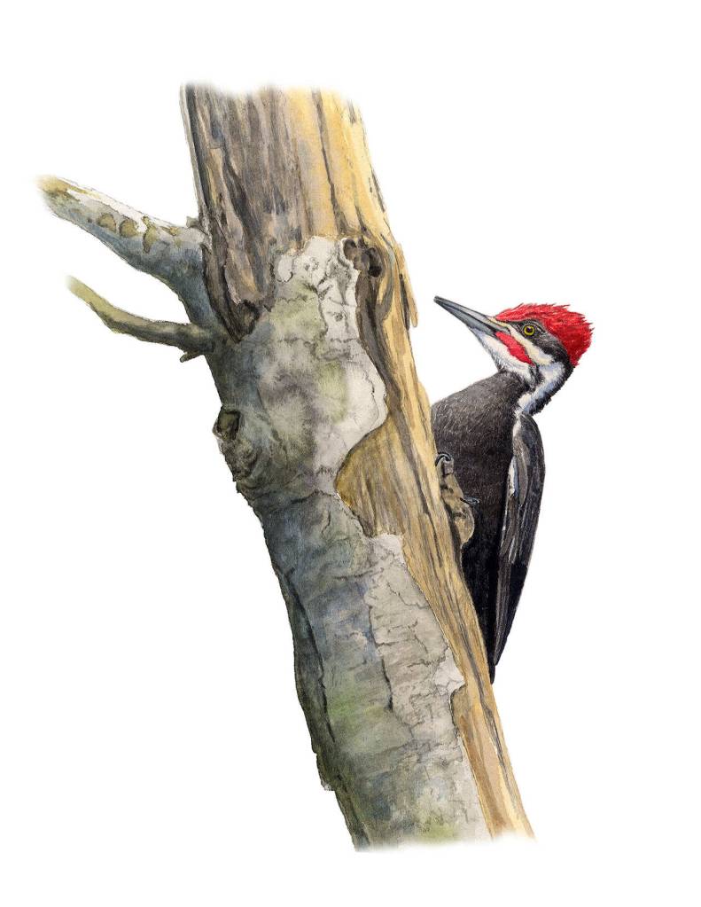 Pileated woodpeckers are among Whidbeys bird that drill and drum on trees, posts and tasty sections of residential homes and decks. (Illustration by Craig Johnson)