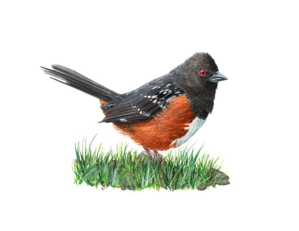 Craig Johnson paints his watercolors, such as this Spotted Towhee, from his photographs.