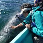 Lee Fritsch reaches out to touch a gray whale in San Ignacio Lagoon in Baja, Mexico. Called Friendlies, the curious whales are among a larger group that migrate to the southern waters from Alaska to birth in calm Pacific coast waters. They sometimes nudge their calves up to the small boats. (Photo submitted by Susan Berta, Orca Network)