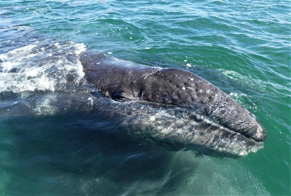 A gray whale can weigh up to 35 tons - 70,000 pounds - and grow 40-feet in length. Mother friendly whales also bring their calves up to check out the humans in boats. (Photo by Susan Berta/Orca Network)