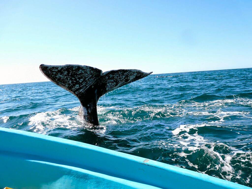 Flukes of a whale dance above the water in San Ignacio Lagoon. (Photo by Susan Berta/Orca Network)