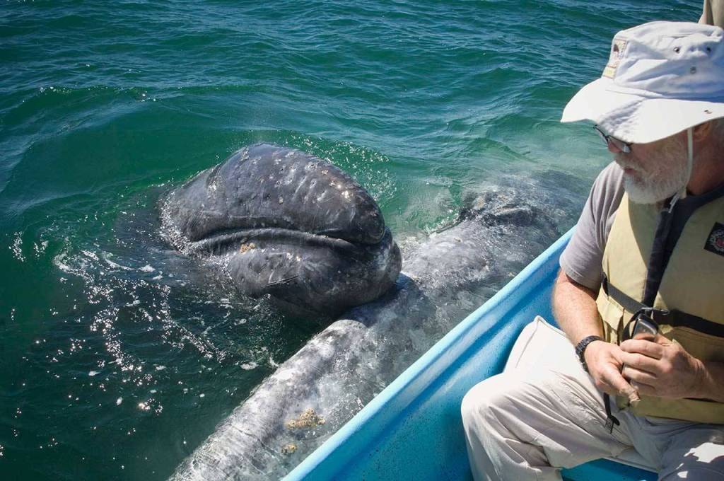 Fred Lundahl of Langley and board member with Orca Network decided to serenade the whales with his harmonica during a 2012 trip to Baja. The vibrations went through my hand and the whales just lay there and were mesmerized, he said. (Photo by Sharon Lundahl)