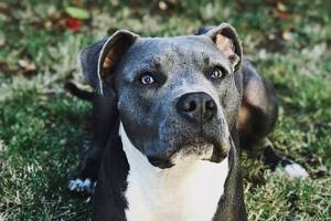 Even though two-year-old Maggie is a beloved pet, she is subjected to breed-based discrimination in municipalities that ban pit bulls. Proposed legislation would make allowances for well-behaved canines regardless of pedigree. Photo by Tessa Kriechbaumer