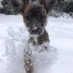 Sam Rowleys photo shows his puppy Cinders first snow.