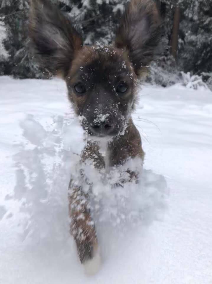 Sam Rowleys photo shows his puppy Cinders first snow.