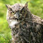 Land trust launches its 6th annual photo contest