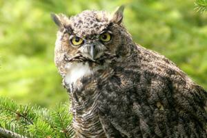 Land trust launches its 6th annual photo contest