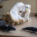 A whale skull on display at the Langley Whale Center. (Olivia Vanni / The Herald)