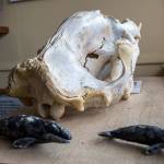 This Langley museum isn’t just for whale nerds