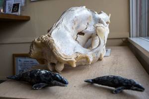 This Langley museum isn’t just for whale nerds