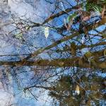 Blog: Where the Sword Ferns grow