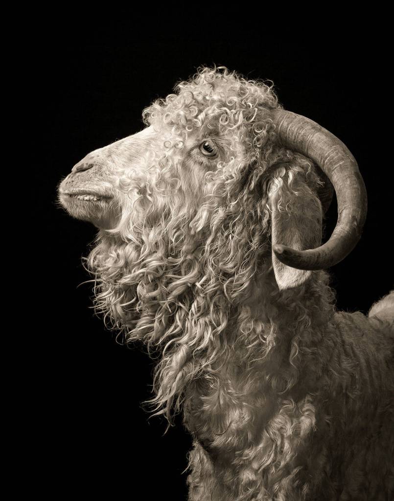 Sherlock (Photo by Kevin Horan)