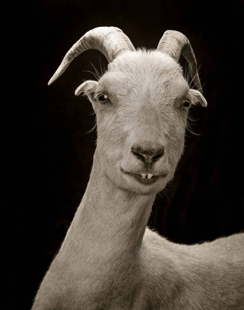 Stanwood (Photo by Kevin Horan)