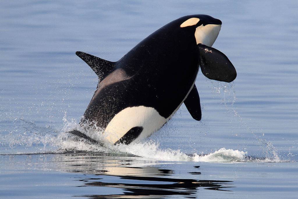 Bart Rulon captured Southern Resident orca named Deadhead, or K27, breaching in Holmes Harbor last year. (Photo by Bart Rulon)