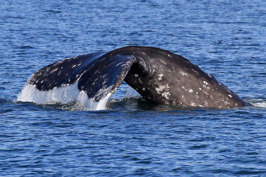 Flipping a fluke is one of the regular Sounders, a group of about one dozen gray whales that divert from their northern Pacific Ocean migration path to stop in Puget Sound for some needed nourishment and weeks-long feasting. (Photo by Bart Rulon)