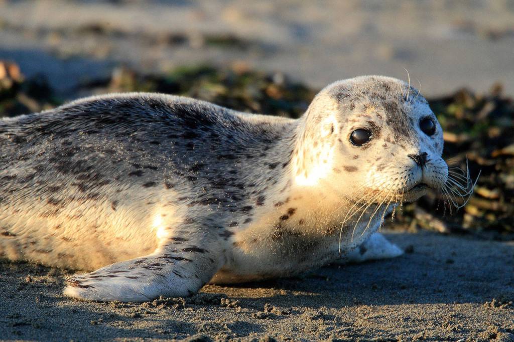 Baby harbor seal on shore. (Photo by Bart Rulon)