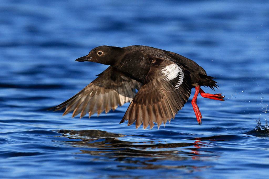 Pigeon guillemot, one of many bird species often spotted during whale watching tours. (Photo by Bart Rulon)