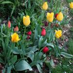 Some early blooming tulips shot up over the weekend in a private yard near Greenbank Farm.