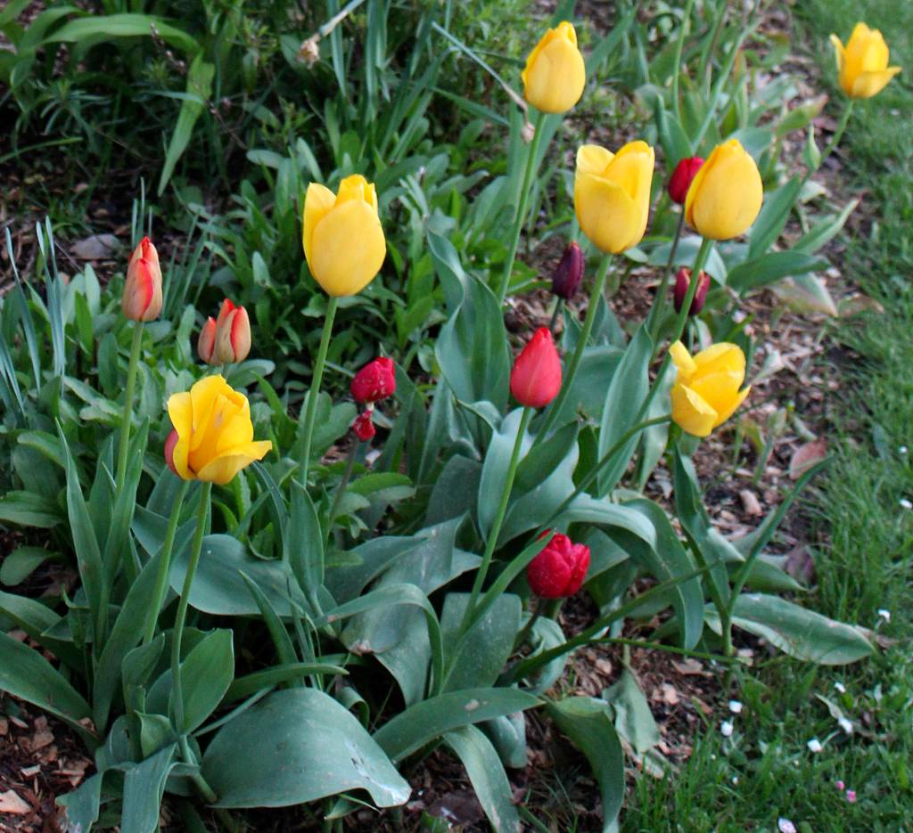 Some early blooming tulips shot up over the weekend in a private yard near Greenbank Farm.