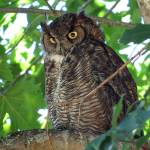 <em>Great horned owls are commonly heard around Whidbey Island after midnight. Listen for low-pitched but loud who-hoo-ho-oo or who-ho-o-o</em> (Photo by Craig Johnson)