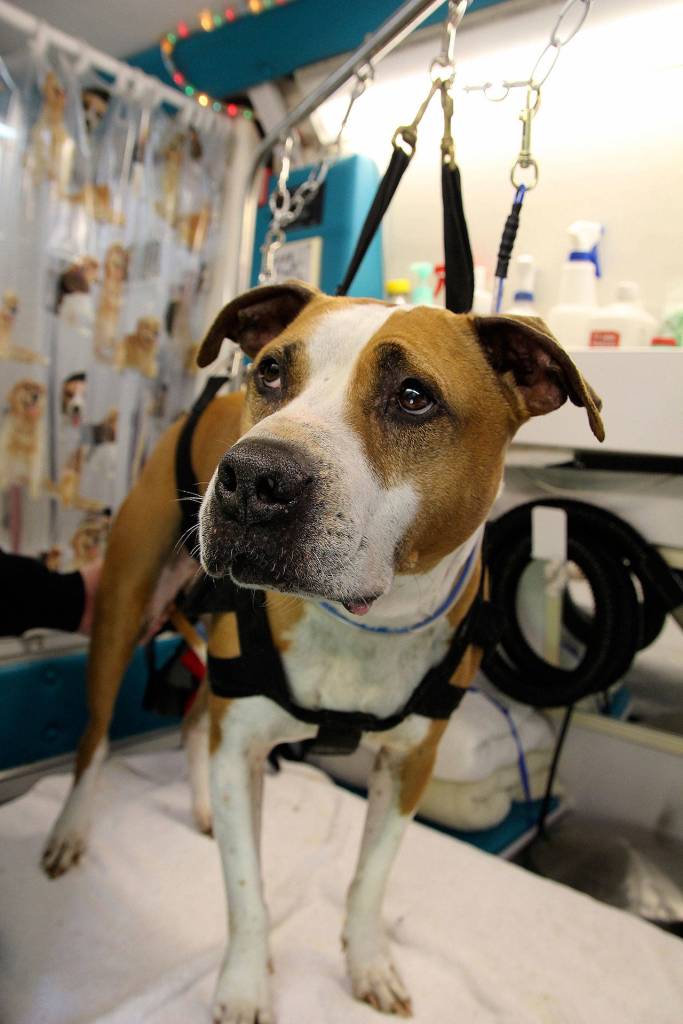 Chester demonstrates a full-body harness.