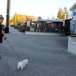 Alex Henning goes for an evening stroll in downtown Langley Monday with her little dog Luna, who she always keeps on a lease. Shes so tiny, shed be supper for other dogs, Henning said. The Langley rabbits are bigger than her. (Photo by Patricia Guthrie/Whidbey News Group)